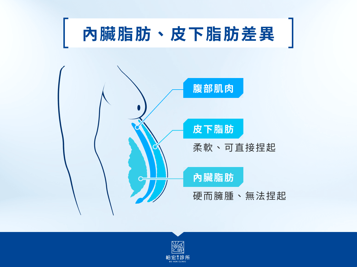 內臟脂肪、皮下脂肪差異