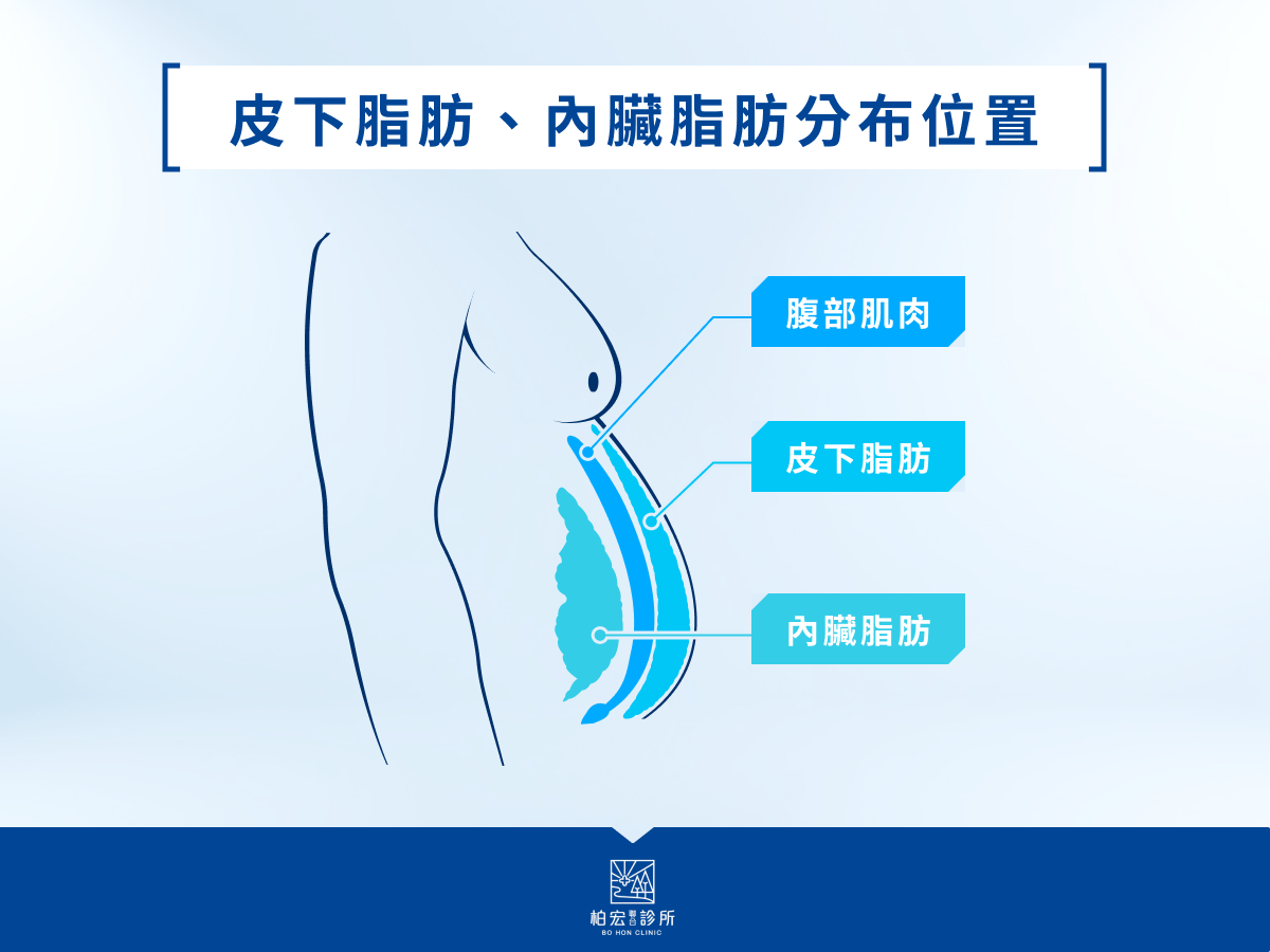 皮下脂肪、內臟脂肪分布位置